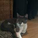 Подробнее об объявлении «Найден кот Санкт-Петербург» Фото: найдена кошка  «Найден кот Санкт-Петербург» в г. Санкт-Петербург