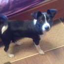 Подробнее об объявлении «Найдена собака черно-белый парсон рассел терьер Орехово-Зуево» Фото: найдена собака  «Найдена собака черно-белый парсон рассел терьер...» в г. Орехово-Зуево