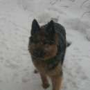 Подробнее об объявлении «Тосно Пропала собака» Фото: пропала собака Немецкая овчарка «Тосно Пропала собака» в г. Тосно