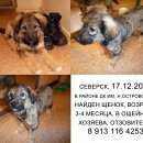 Подробнее об объявлении «Северск Найдена собака» Фото: найдена собака  «Северск Найдена собака» в г. Северск
