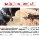 Подробнее об объявлении «Найдена собака Санкт-Петербург» Фото: найдена собака Такса «Найдена собака Санкт-Петербург» в г. Санкт-Петербург