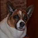 Подробнее об объявлении «Пропала собака кобель Новосибирск» Фото: пропала собака  «Пропала собака кобель Новосибирск» в г. Новосибирск