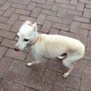 Подробнее об объявлении «Найдена собака Звенигород» Фото: найдена собака  «Найдена собака Звенигород» в г. Звенигород