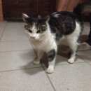 Подробнее об объявлении «Жуковский Найдена кошка» Фото: найдена кошка  «Жуковский Найдена кошка» в г. Жуковский