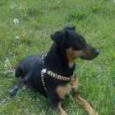 Подробнее об объявлении «Пропала собака кобель Екатеринбург» Фото: пропала собака  «Пропала собака кобель Екатеринбург» в г. Екатеринбург