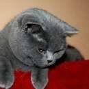 Подробнее об объявлении «Подольск Пропала кошка» Фото: пропала кошка Британская короткошерстная «Подольск Пропала кошка» в г. Подольск