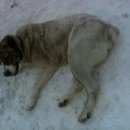 Подробнее об объявлении «Семилуки Найдена собака» Фото: найдена собака Среднеазиатская овчарка «Семилуки Найдена собака» в г. Семилуки