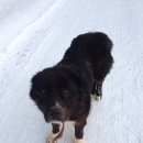 Подробнее об объявлении «Минск Найдена собака» Фото: найдена собака  «Минск Найдена собака» в г. Минск