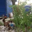 Подробнее об объявлении «Пропала кошка зовут анфиса Щербинка» Фото: пропала кошка  «Пропала кошка зовут анфиса Щербинка» в г. Щербинка