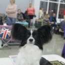 Подробнее об объявлении «Пропала собака Королев» Фото: пропала собака  «Пропала собака Королев» в г. Королев