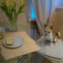 Подробнее об объявлении «Санкт-Петербург Пропала собака кобель помогите  продолжаем искать нашего любимого чиха» Фото: пропала собака Чихуахуа «Санкт-Петербург Пропала собака кобель помогите...» в г. Санкт-Петербург