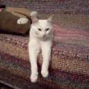 Подробнее об объявлении «Адлер Пропал кот» Фото: пропала кошка  «Адлер Пропал кот» в г. Адлер