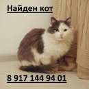 Подробнее об объявлении «Самара Найден кот» Фото: найдена кошка  «Самара Найден кот» в г. Самара