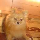 Подробнее об объявлении «Обнинск Пропала собака» Фото: пропала собака Немецкий шпиц «Обнинск Пропала собака» в г. Обнинск