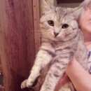 Подробнее об объявлении «Найден кот домашний кот Москва» Фото: найдена кошка  «Найден кот домашний кот Москва» в г. Москва
