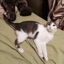 Подробнее об объявлении «Екатеринбург Найдена кошка» Фото: найдена кошка  «Екатеринбург Найдена кошка» в г. Екатеринбург