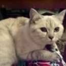 Подробнее об объявлении «Найдена кошка Москва» Фото: найдена кошка  «Найдена кошка Москва» в г. Москва