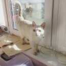 Подробнее об объявлении «Химки Найдена кошка» Фото: найдена кошка  «Химки Найдена кошка» в г. Химки