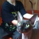 Подробнее об объявлении «Электроугли Найден кот сфинкс 43 км» Фото: найдена кошка Канадский сфинкс «Электроугли Найден кот сфинкс 43 км» в г. Электроугли