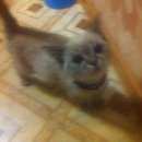 Подробнее об объявлении «Ставрополь Найдена кошка» Фото: найдена кошка  «Ставрополь Найдена кошка» в г. Ставрополь