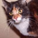 Подробнее об объявлении «Найдена кошка срочно или отдам в добрые руки Лыткарино» Фото: найдена кошка  «Найдена кошка срочно или отдам в добрые руки...» в г. Лыткарино