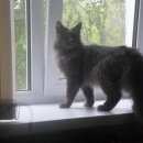 Подробнее об объявлении «Ульяновск Найдена кошка» Фото: найдена кошка  «Ульяновск Найдена кошка» в г. Ульяновск