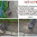 Подробнее об объявлении «Найдена кошка Дмитров» Фото: найдена кошка Британская короткошерстная «Найдена кошка Дмитров» в г. Дмитров