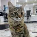 Подробнее об объявлении «Геленджик Найдена кошка кошечка» Фото: найдена кошка  «Геленджик Найдена кошка кошечка» в г. Геленджик