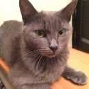 Подробнее об объявлении «Липецк Найдена кошка» Фото: найдена кошка Британская короткошерстная «Липецк Найдена кошка» в г. Липецк