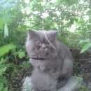 Подробнее об объявлении «Найден кот Оренбург» Фото: найдена кошка Персидская «Найден кот Оренбург» в г. Оренбург