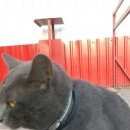 Подробнее об объявлении «Найден кот сормовский район Нижний Новгород» Фото: найдена кошка  «Найден кот сормовский район Нижний Новгород» в г. Нижний Новгород