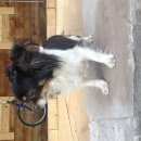 Подробнее об объявлении «Бердск Найдена собака» Фото: найдена собака  «Бердск Найдена собака» в г. Бердск