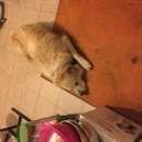 Подробнее об объявлении «Найдена собака азиат мальчик Долгопрудный» Фото: найдена собака Среднеазиатская овчарка «Найдена собака азиат мальчик Долгопрудный» в г. Долгопрудный