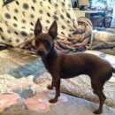 Подробнее об объявлении «Новокузнецк Найдена собака 1.06.16» Фото: найдена собака Той-терьер «Новокузнецк Найдена собака 1.06.16» в г. Новокузнецк