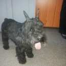 Подробнее об объявлении «Новосибирск Найдена собака» Фото: найдена собака  «Новосибирск Найдена собака» в г. Новосибирск