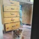 Подробнее об объявлении «Найдена собака кобель Долгопрудный» Фото: найдена собака Чихуахуа «Найдена собака кобель Долгопрудный» в г. Долгопрудный