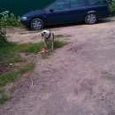 Подробнее об объявлении «Воронеж Найдена собака» Фото: найдена собака  «Воронеж Найдена собака» в г. Воронеж