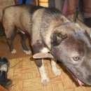 Подробнее об объявлении «Высоковск Найдена собака кобель» Фото: найдена собака Среднеазиатская овчарка «Высоковск Найдена собака кобель» в г. Высоковск