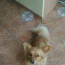 Подробнее об объявлении «Найдена собака кобель Орехово-Зуево» Фото: найдена собака  «Найдена собака кобель Орехово-Зуево» в г. Орехово-Зуево