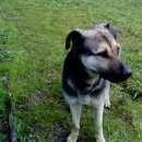 Подробнее об объявлении «Новосибирск Найдена собака» Фото: найдена собака  «Новосибирск Найдена собака» в г. Новосибирск