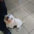 Подробнее об объявлении «Воронеж Найдена собака кобель» Фото: найдена собака Той-терьер «Воронеж Найдена собака кобель» в г. Воронеж