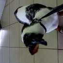 Подробнее об объявлении «Найдена собака кобель Королев» Фото: найдена собака Такса «Найдена собака кобель Королев» в г. Королев