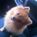 Подробнее об объявлении «Воронеж Найдена собака» Фото: найдена собака Японский шпиц «Воронеж Найдена собака» в г. Воронеж