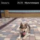 Подробнее об объявлении «Белгород Найдена собака кобель похожа на лайку» Фото: найдена собака Западно-сибирская лайка «Белгород Найдена собака кобель похожа на лайку» в г. Белгород