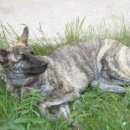 Подробнее об объявлении «Новосибирск Найдена собака» Фото: найдена собака  «Новосибирск Найдена собака» в г. Новосибирск