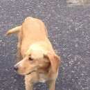 Подробнее об объявлении «Курск Найдена собака» Фото: найдена собака  «Курск Найдена собака» в г. Курск