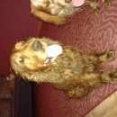 Подробнее об объявлении «Киров (Кировская обл.) Найдена собака кобель» Фото: найдена собака  «Киров (Кировская обл.) Найдена собака кобель» в г. Киров (Кировская обл.)