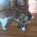 Подробнее об объявлении «Красноярск Найдена собака кобель» Фото: найдена собака Джек рассел терьер «Красноярск Найдена собака кобель» в г. Красноярск