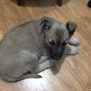 Подробнее об объявлении «Воронеж Найдена собака кобель» Фото: найдена собака  «Воронеж Найдена собака кобель» в г. Воронеж