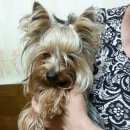 Подробнее об объявлении «Александров Найдена собака кобель мальчик йорка» Фото: найдена собака Йоркширский терьер «Александров Найдена собака кобель мальчик йорка» в г. Александров